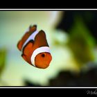 Clownfish