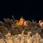 Clownfish II