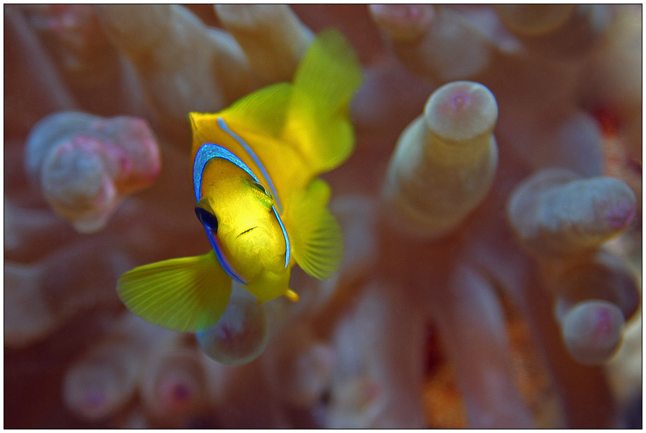 Clownfish III - Mama schielt!