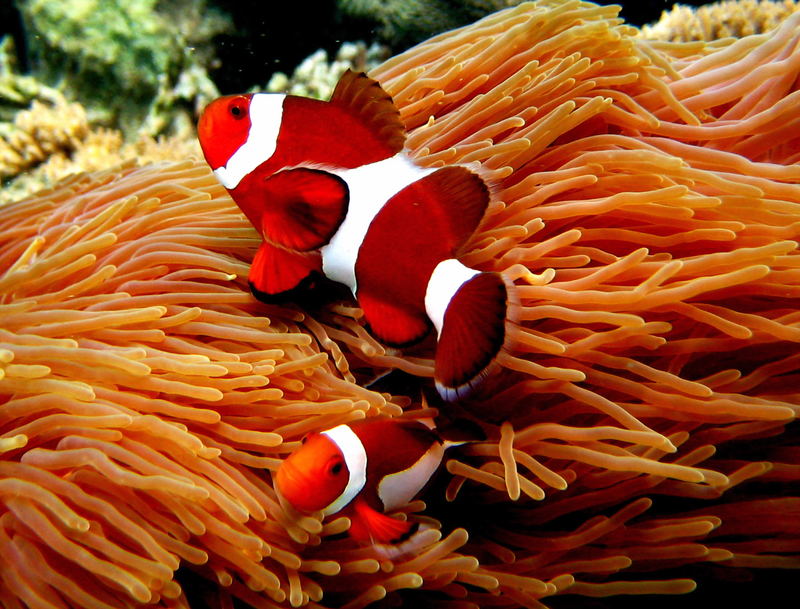 Clownfish in Malaysia