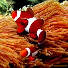 Clownfish in Malaysia