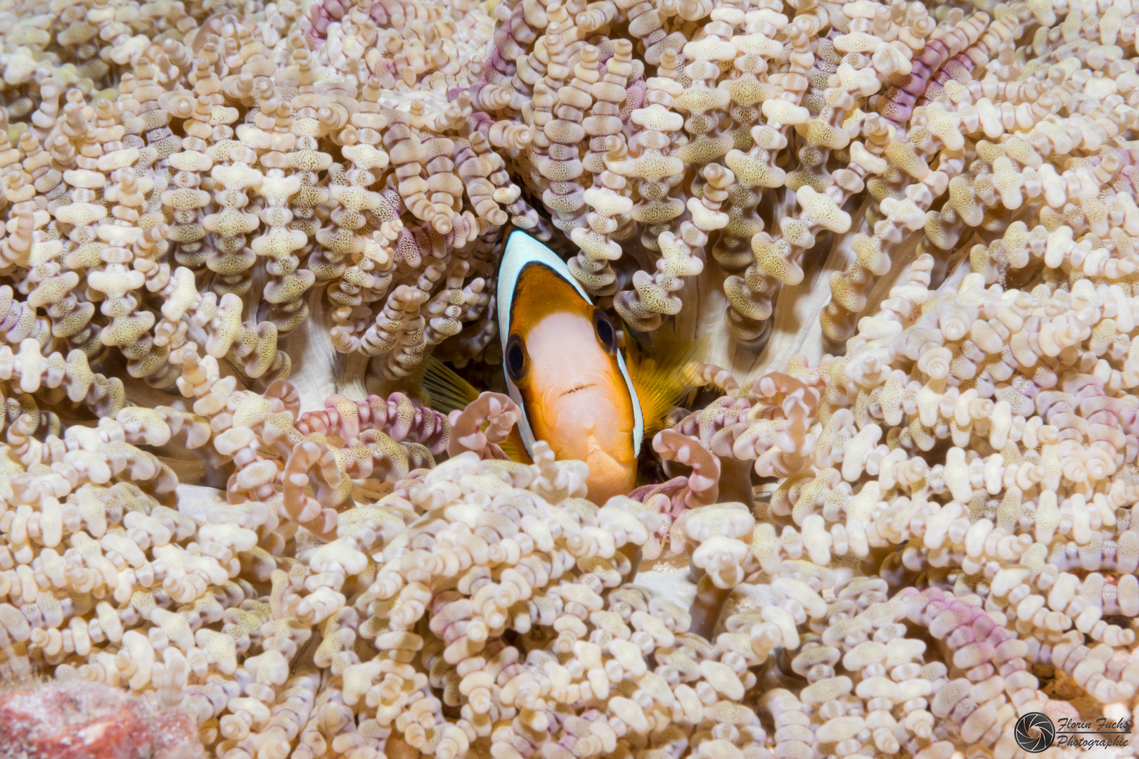 Clownfish IV