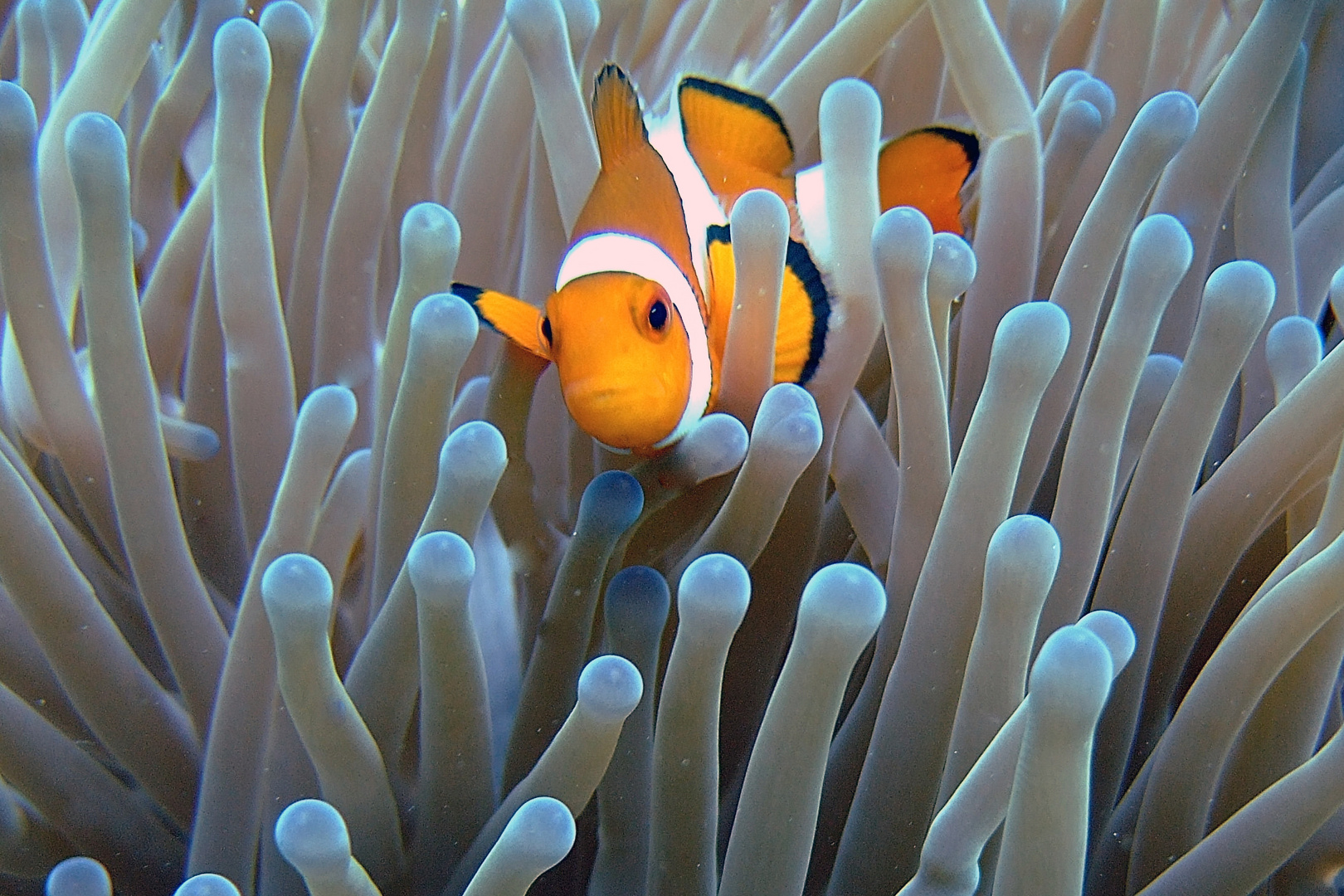 Clownfish Nemo must not be missed