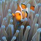 Clownfish Nemo must not be missed