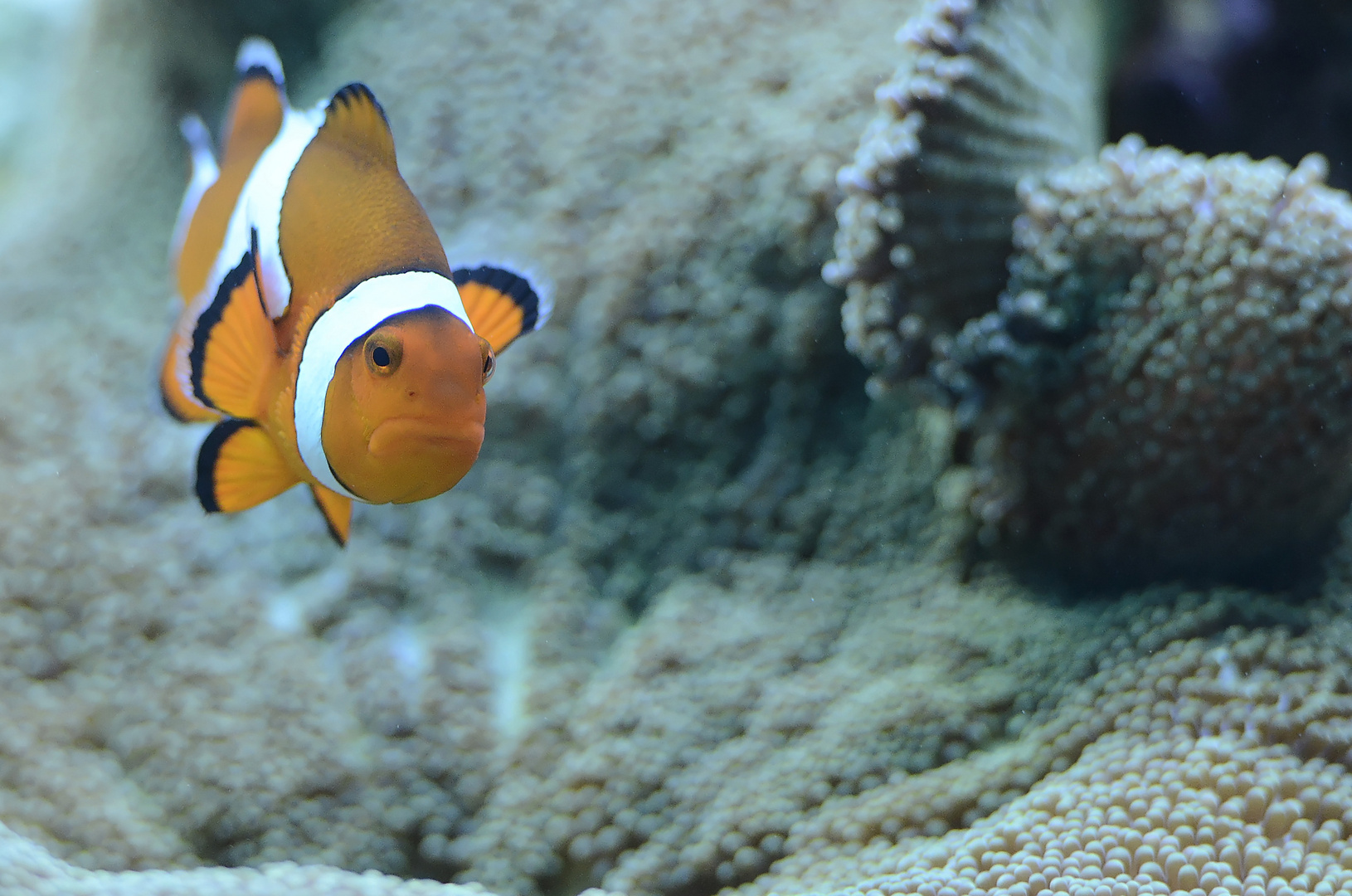 Clownfish No1