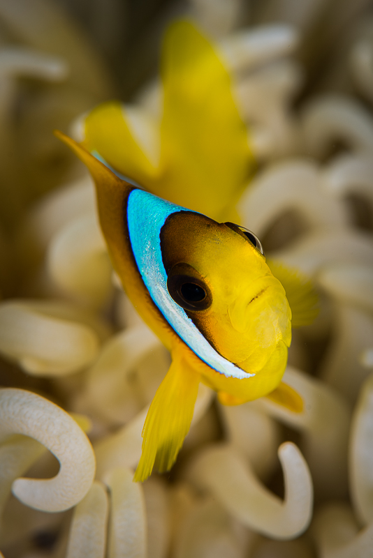 Clownfish Portrait