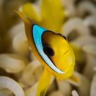 Clownfish Portrait