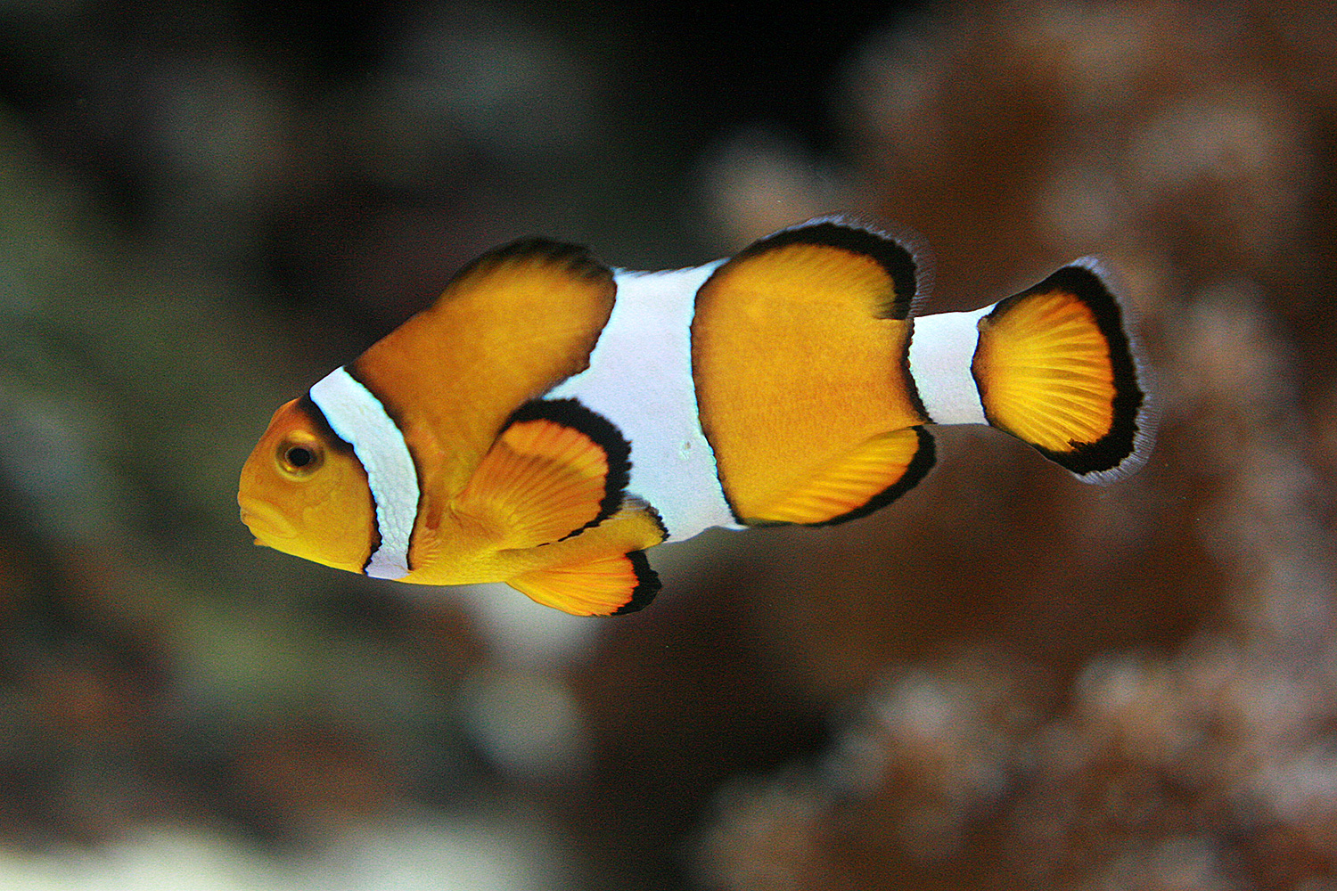 Clowns Anemonenfisch