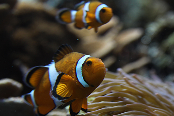 Clowns Anemonenfisch