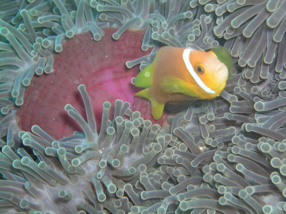 Clownsfisch in Anemone