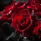 [CLR-KY] Roses <neu>