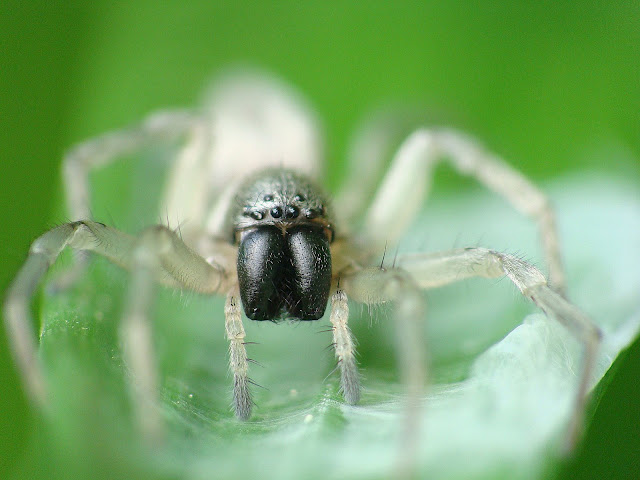 Clubiona sp.(stagnatilis ? )