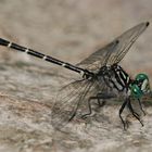 Clubtail