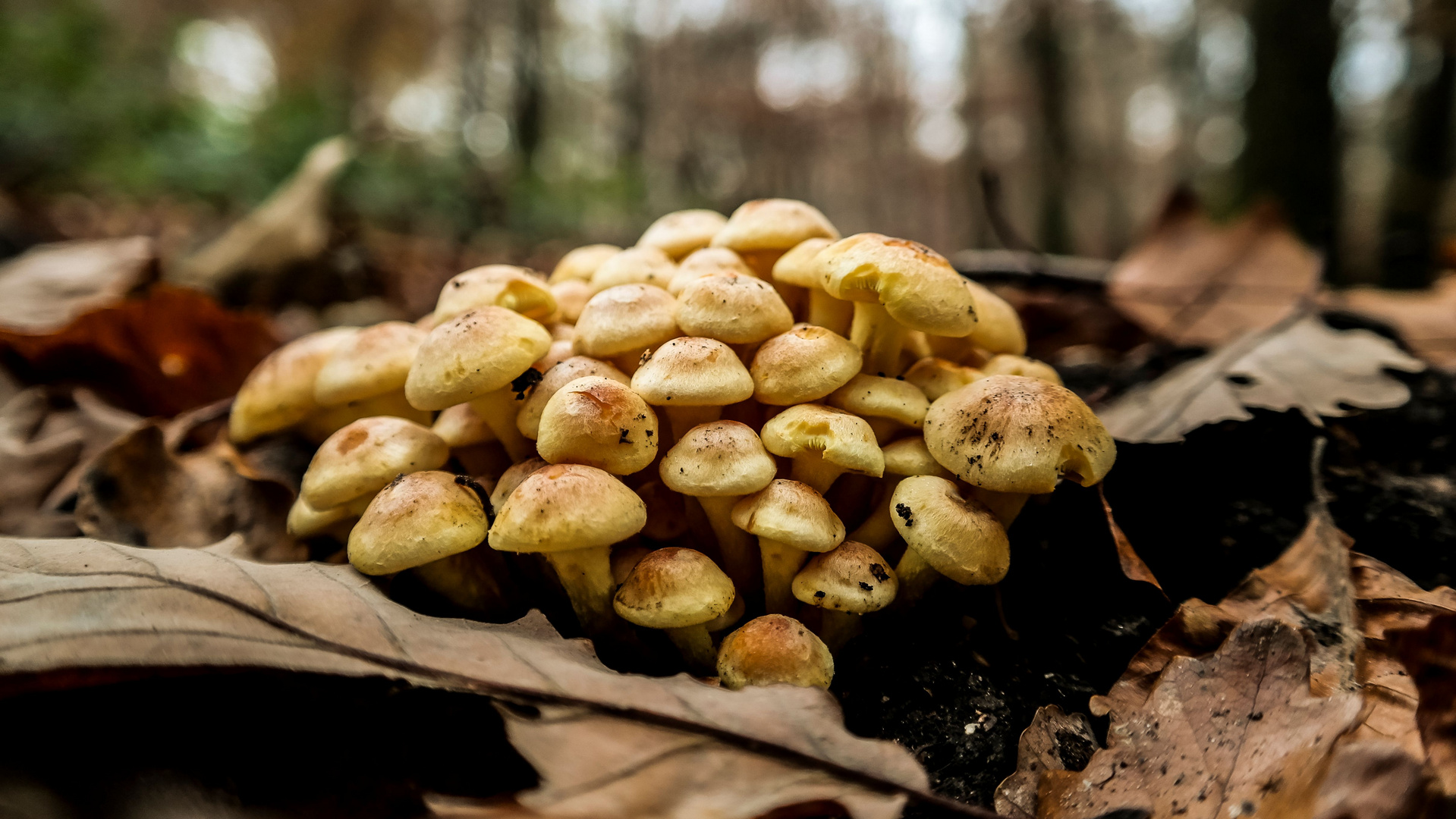 Clump of little fungi in the woods