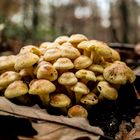 Clump of little fungi in the woods