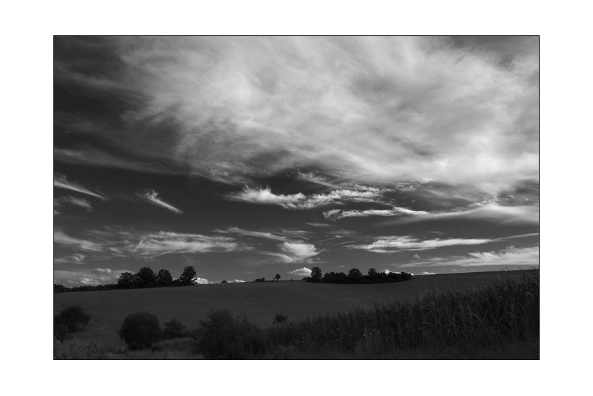 clump of trees