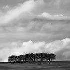 Clump, Oxfordshire, UK