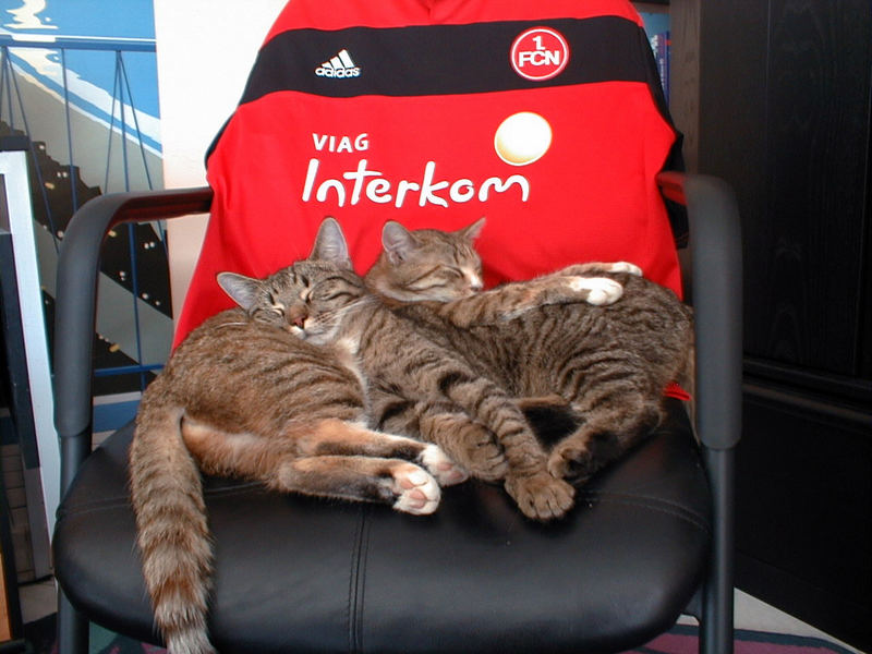 Clup.Katzen