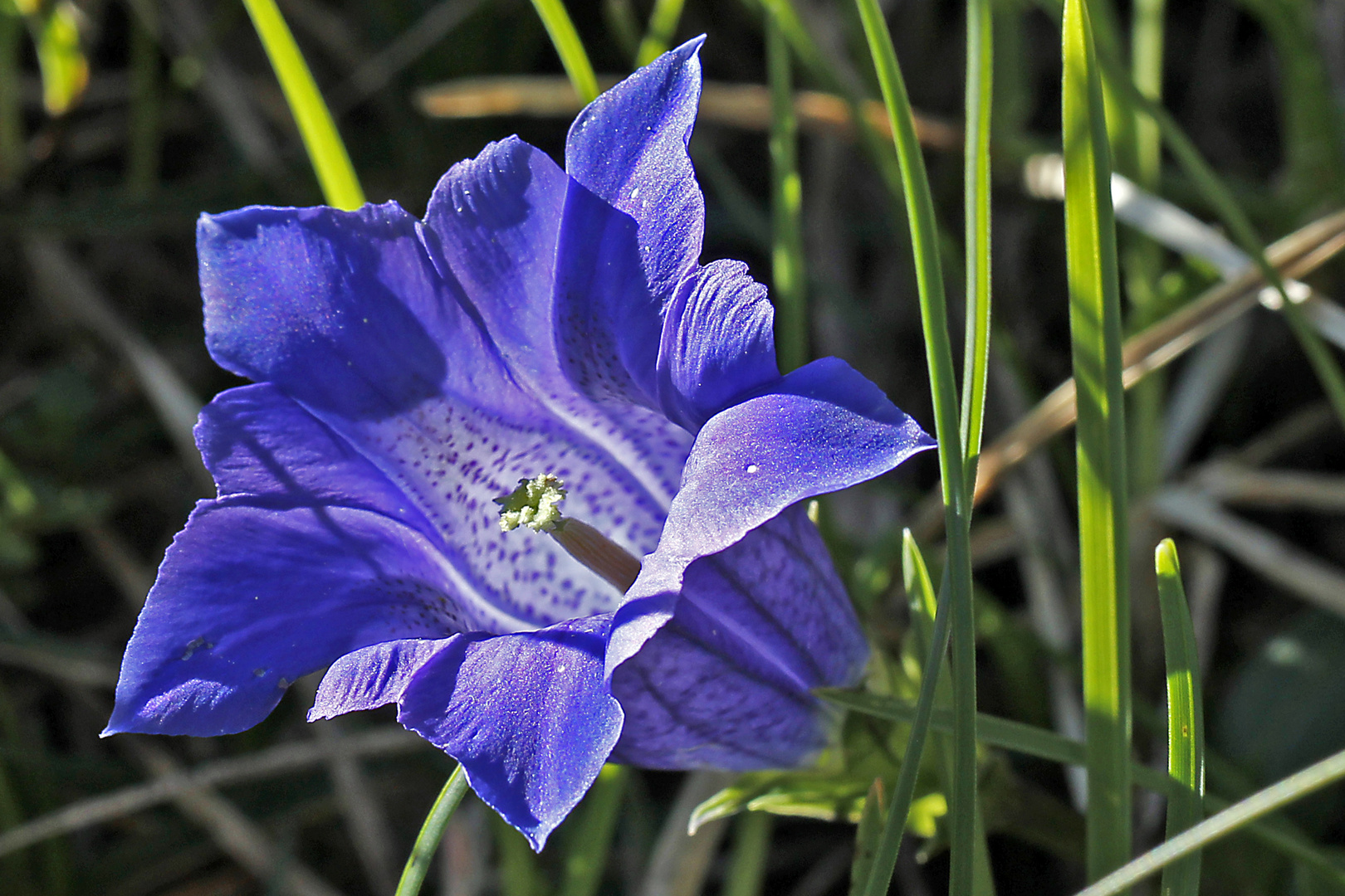 Clusius-Enzian (Gentiana clusii) 