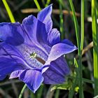 Clusius-Enzian (Gentiana clusii) 