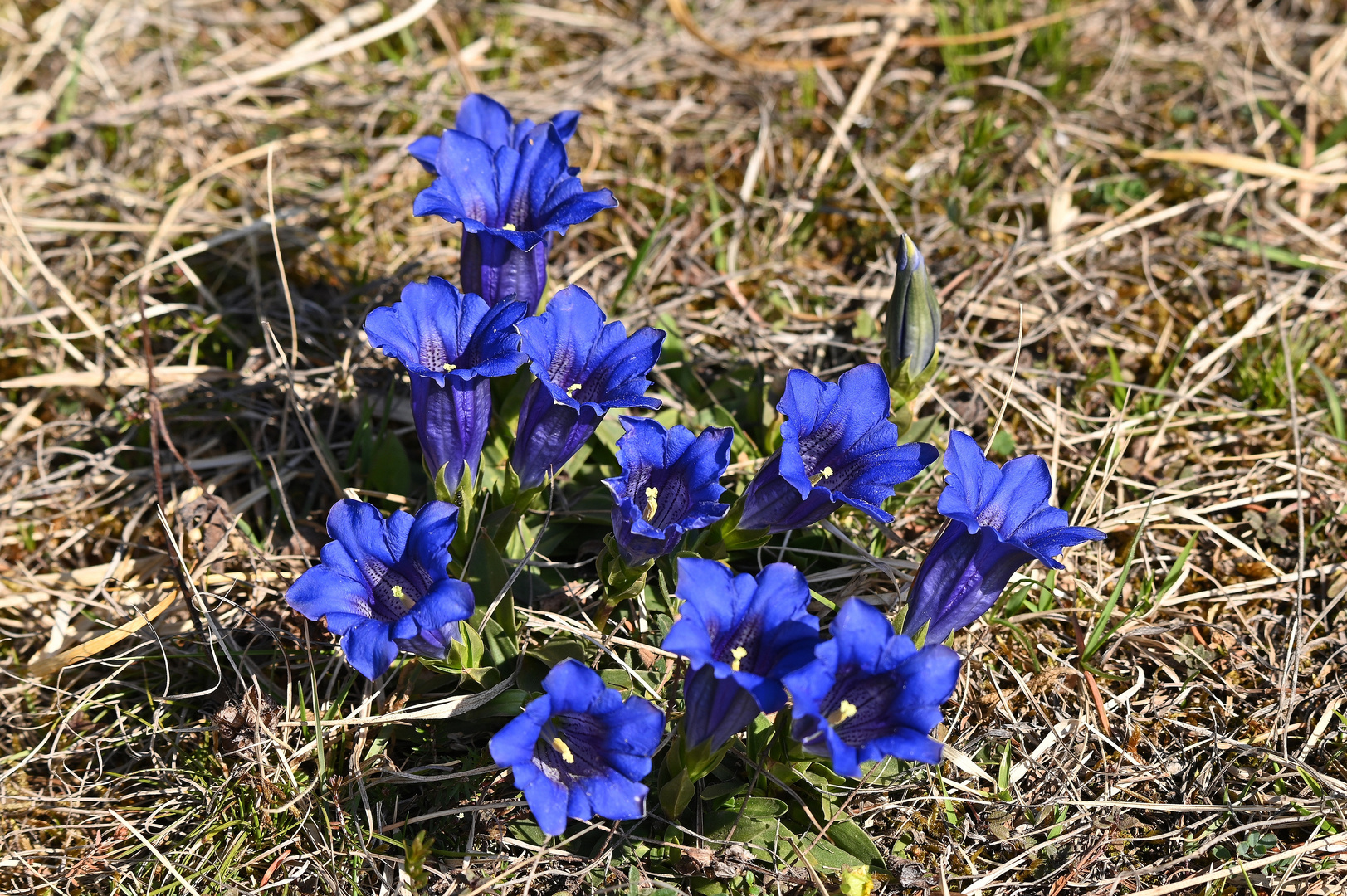 Clusius Enzian in der Kissinger Heide