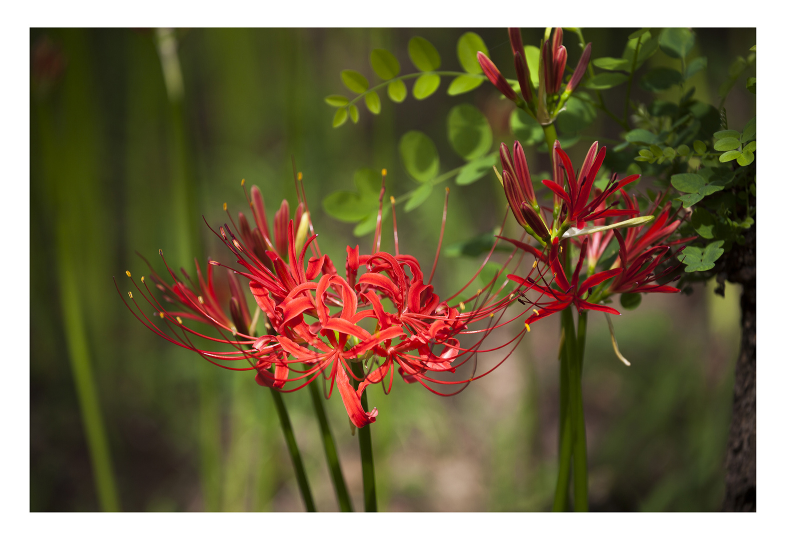 Cluster amaryllis -1