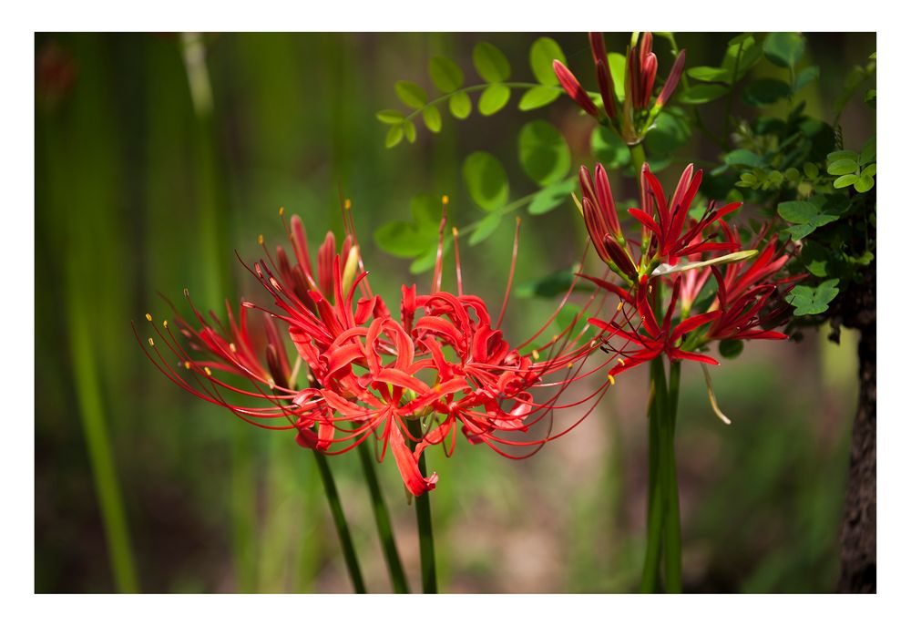 Cluster amaryllis -1