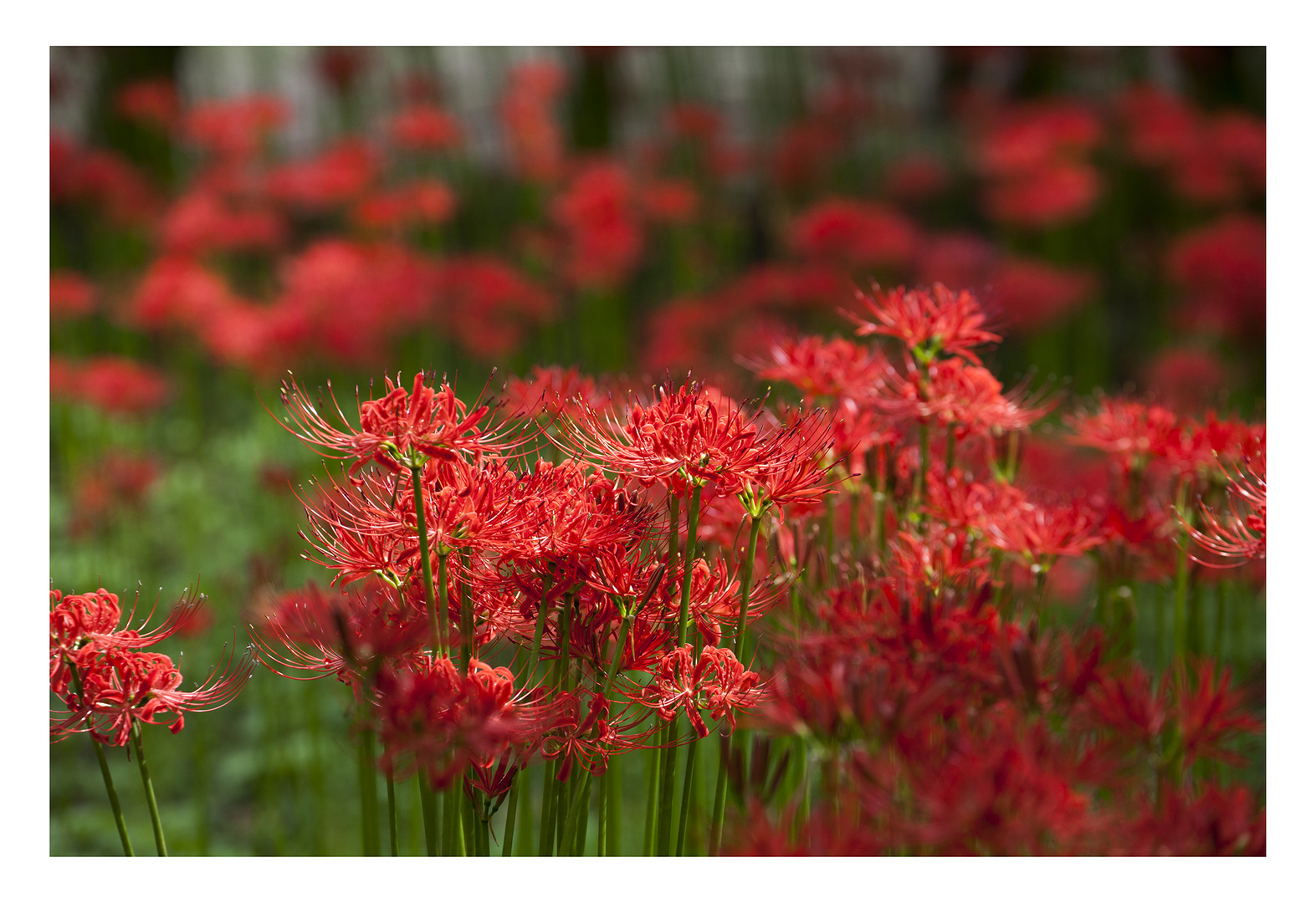 Cluster amaryllis -2