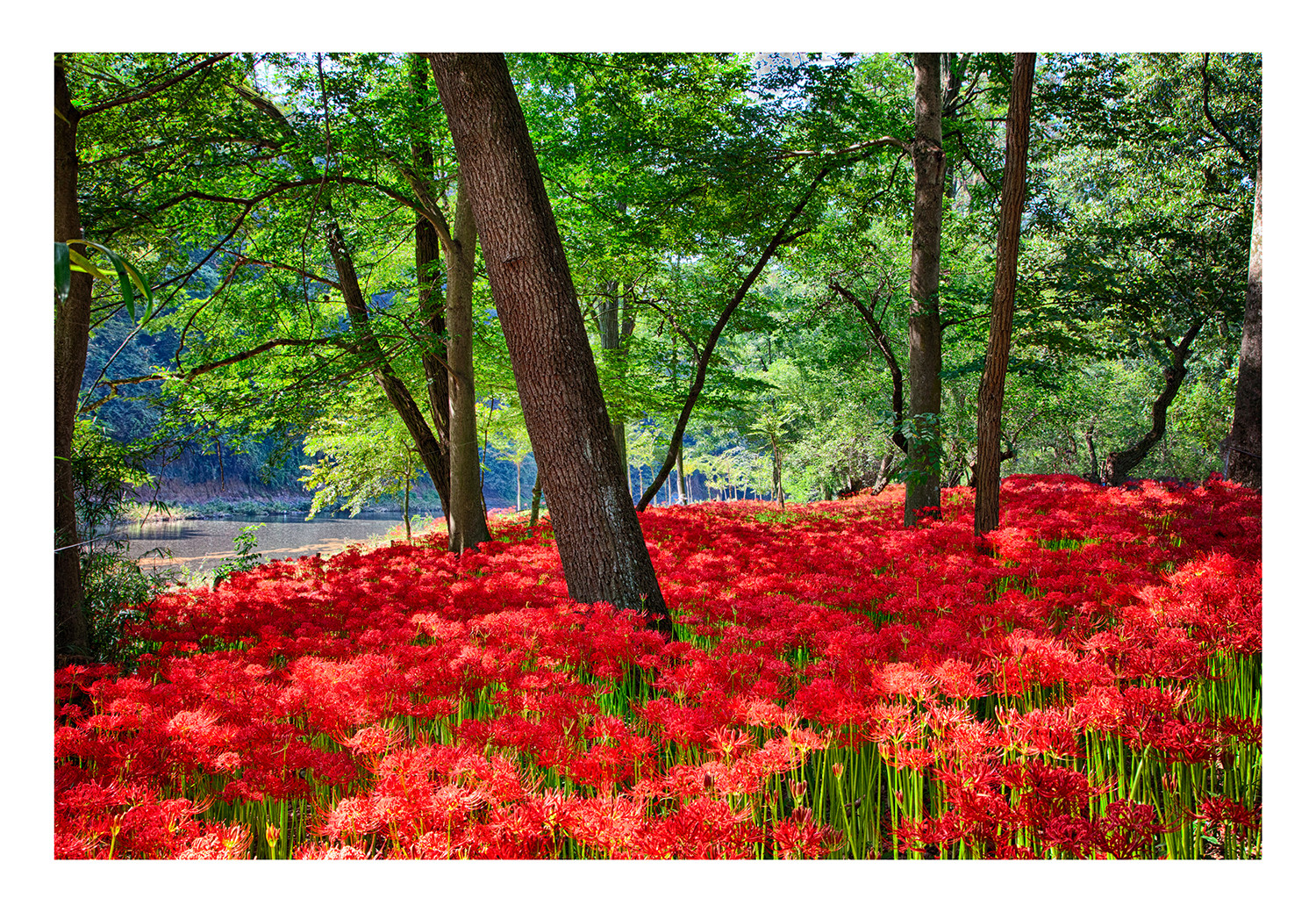 Cluster amaryllis 2013-1