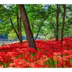 Cluster amaryllis 2013-1