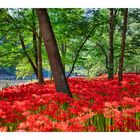 Cluster amaryllis 2013-1