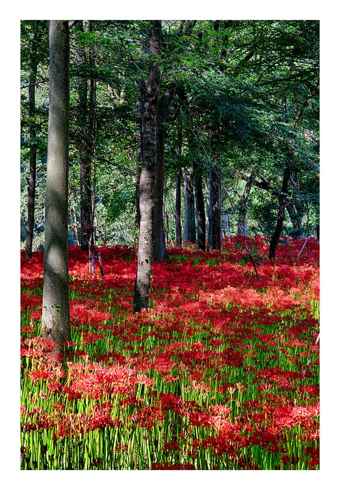 Cluster amaryllis 2013-3