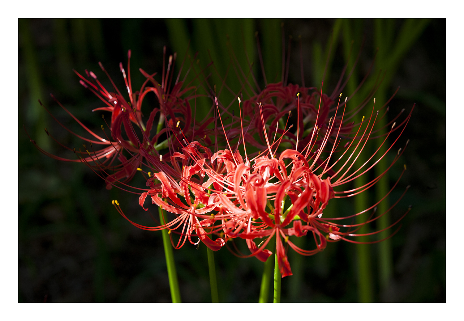 Cluster amaryllis 2013-4