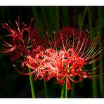 Cluster amaryllis 2013-4