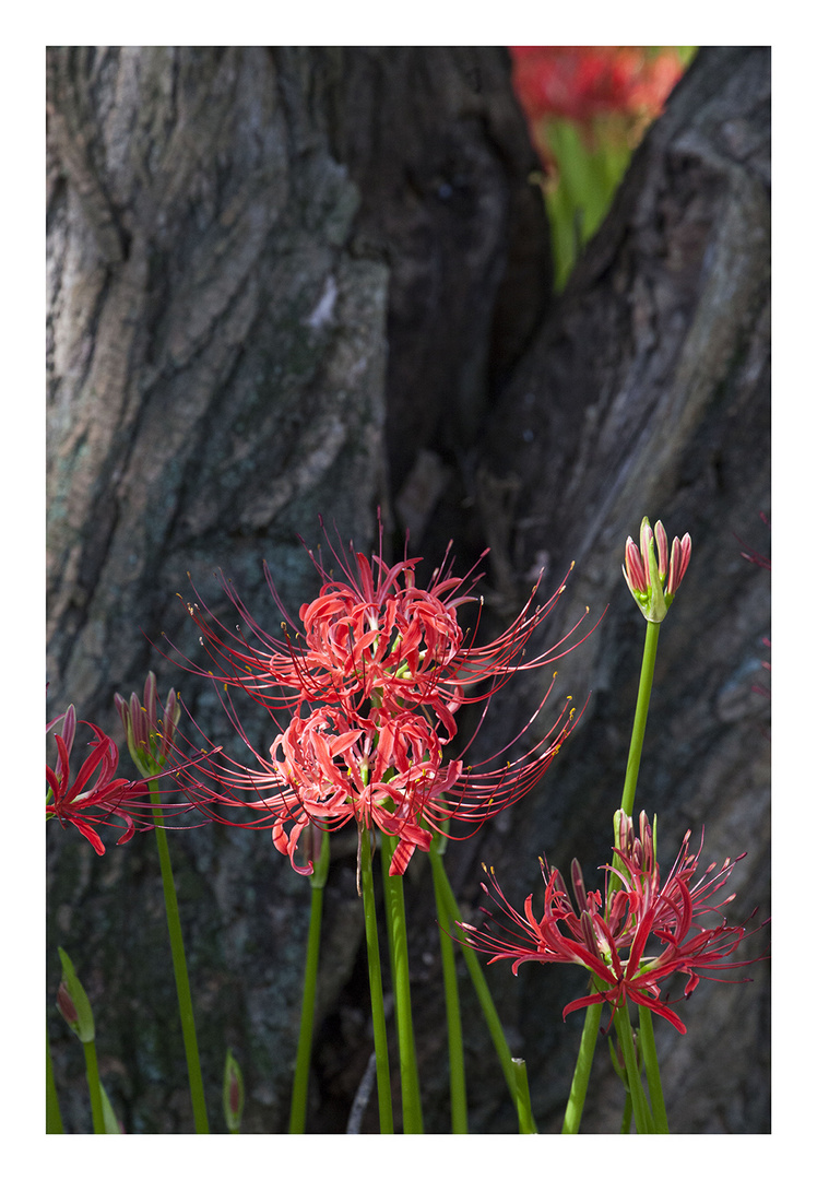 Cluster amaryllis 2013-5