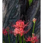 Cluster amaryllis 2013-5