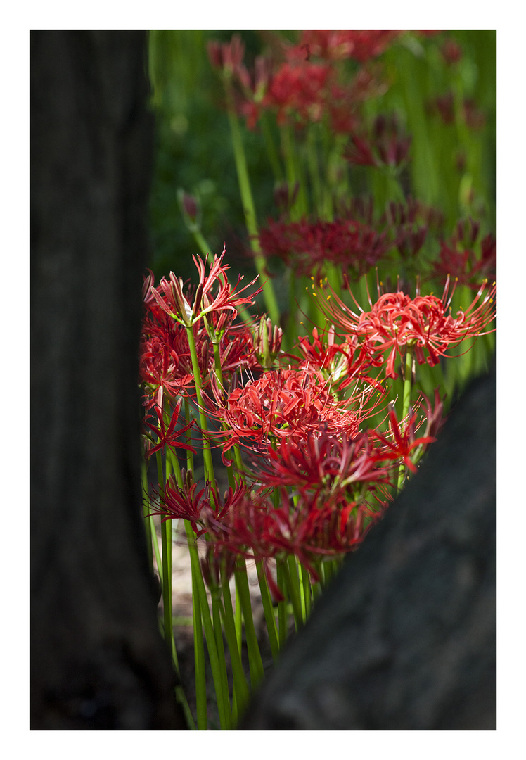 Cluster amaryllis 2013-6