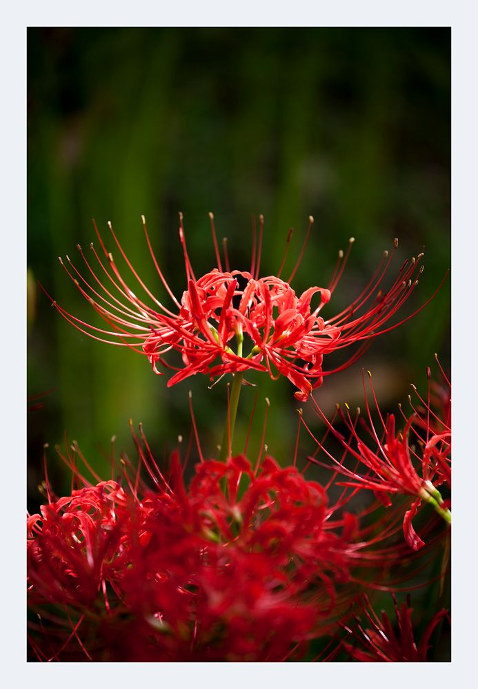 Cluster amaryllis -3