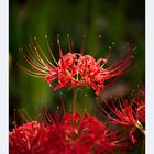 Cluster amaryllis -3