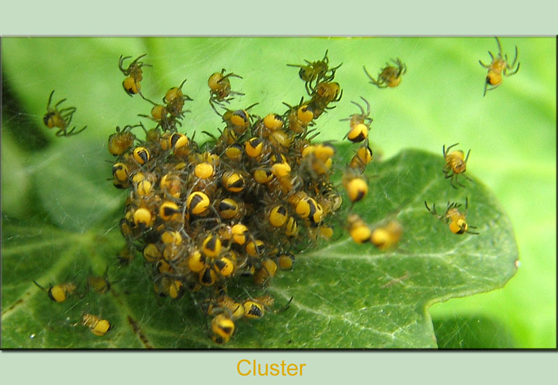 Cluster der Kreuzspinnen