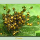 Cluster der Kreuzspinnen
