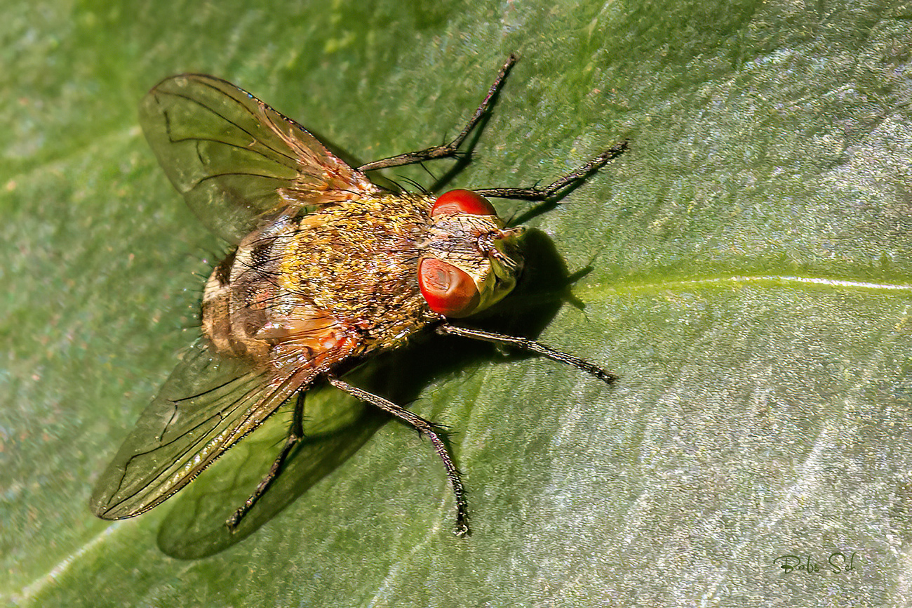 Cluster Fly