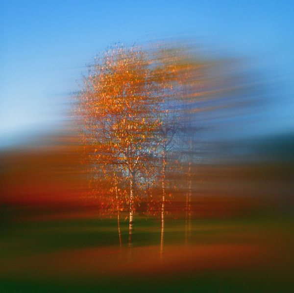 Cluster of birch trees