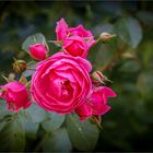 Cluster of red rose flowers