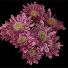Cluster von 8 rostroten Chrysanthemen