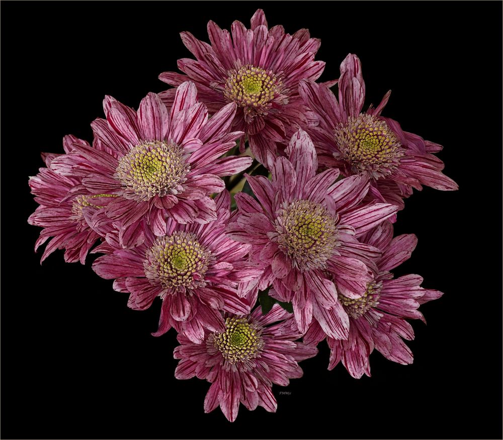 Cluster von 8 rostroten Chrysanthemen