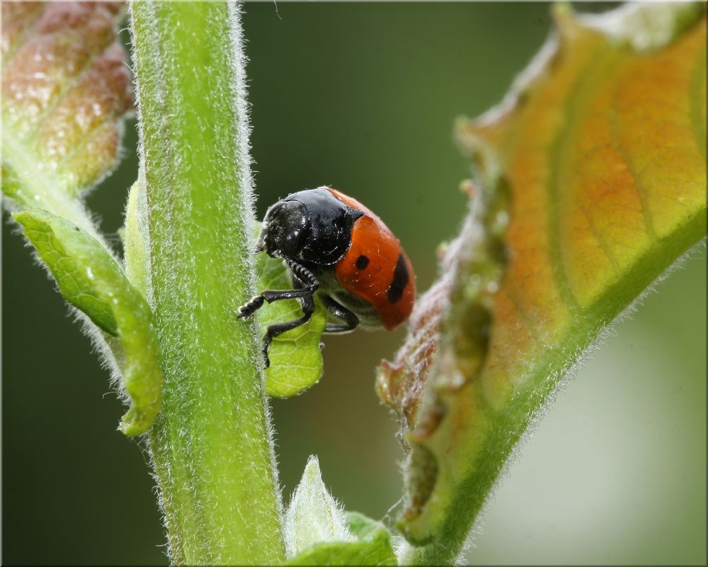 Clytra laeviuscula (1)