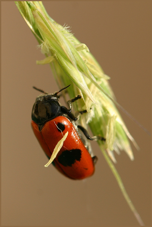 Clytra laeviuscula