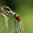 Clytra laeviuscula / Ameisen-Sackkäfer