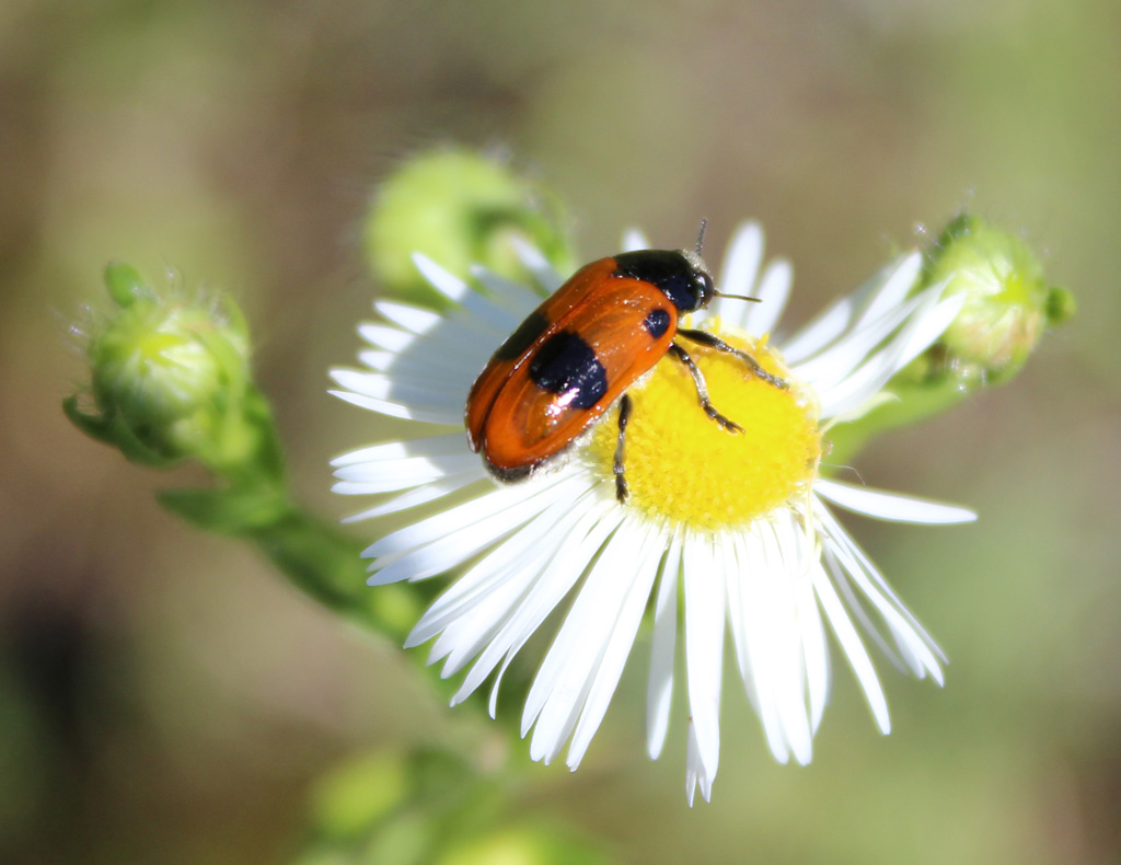  Clytra laeviuscula- Ameisen Sackkäfer 